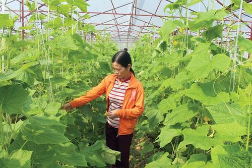 HTX chung tay xóa nghèo từ du lịch cộng đồng