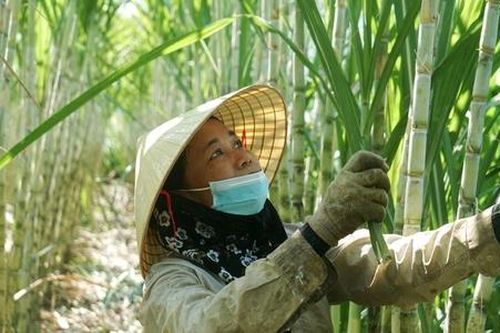 Trồng loại cây cho vị ngọt lịm, nông dân, HTX ở Nghệ An thu hàng trăm triệu đồng mỗi ha