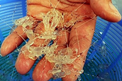Nhập lậu tôm hùm giống - nguy cơ lớn cho ngành thủy sản
