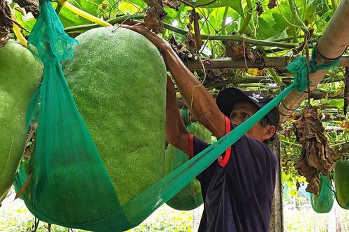 Độc lạ Bình Định: Làng trồng bí đao khổng lồ, quả nặng hơn 60kg