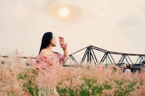Bãi cỏ hồng đẹp như mơ giữa lòng Hà Nội
