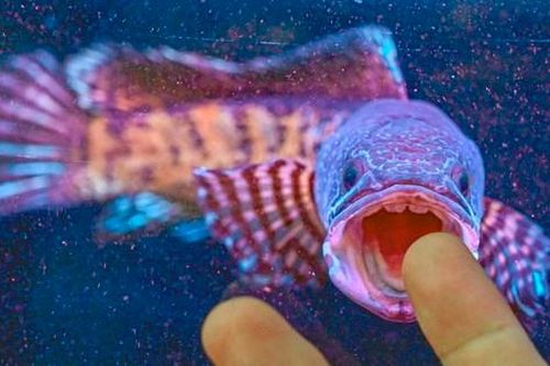 Giới khoa học chấn động khi tìm thấy loài cá 'hiếm nhất thế giới' sau 85 năm được cho là đã tuyệt chủng