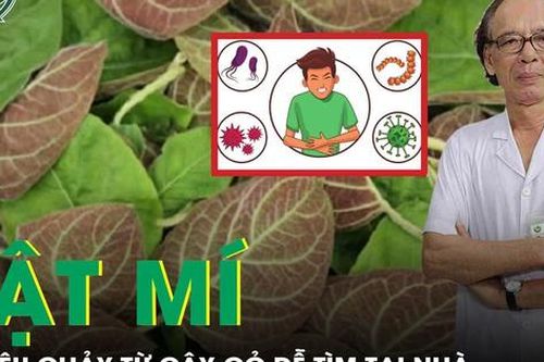 Mẹo trị tiêu chảy từ cây cỏ dễ tìm tại nhà