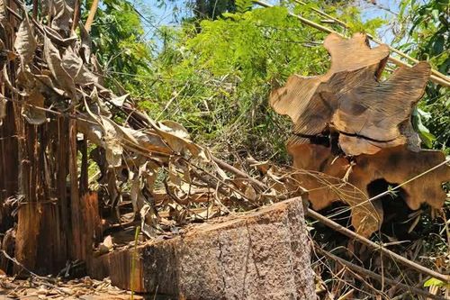 Kon Tum: phát hiện hàng chục ha rừng tự nhiên bị cưa hạ