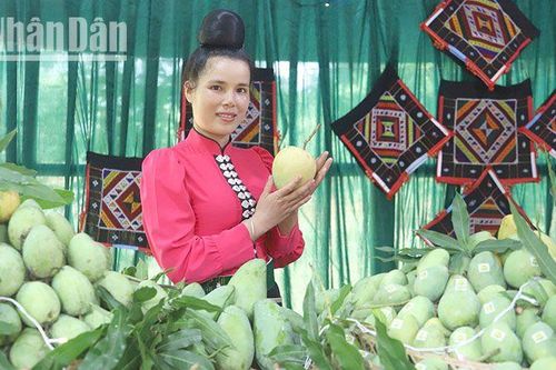 Sơn La tổng kết 10 năm trồng cây ăn quả trên đất dốc