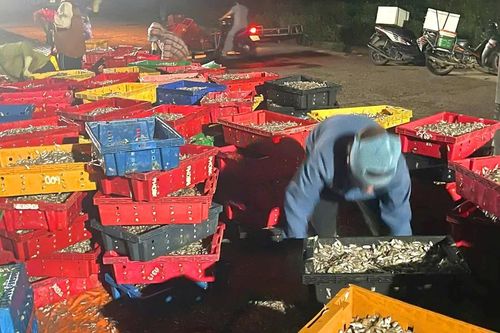 Ngư dân trúng đậm hàng tấn cá giò