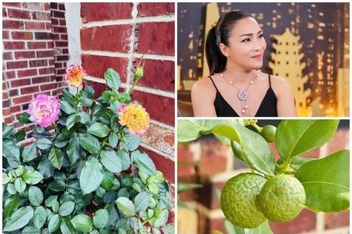 Cận cảnh biệt thự ngập hoa trái của Hồng Ngọc tại Mỹ