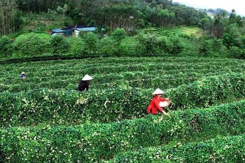 'Vàng xanh' ở vùng đất Tân Yên
