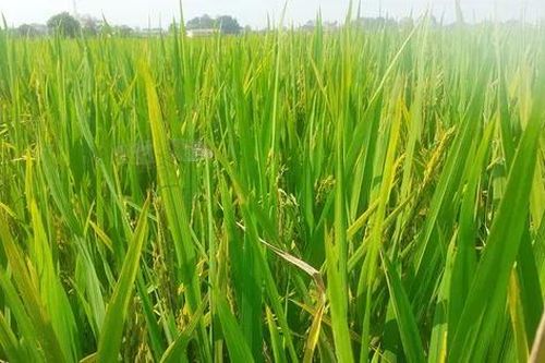 Lúa trổ bông nhưng không kết hạt ở Thanh Hóa