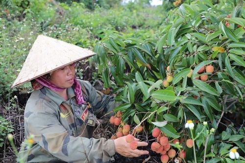 Vợ chồng người phụ nữ Cao Lan biến vùng đất khô cằn thành vườn vải tiền tỷ