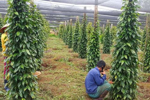 Giá tiêu hôm nay 16/5/2025: Tăng giảm trái chiều