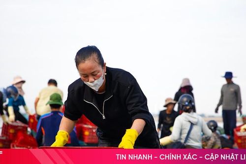 Ngư dân thị xã Kỳ Anh liên tiếp trúng đậm hàng tấn cá giò