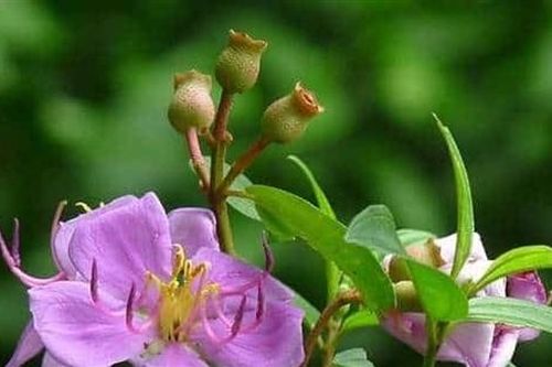 Nhớ
