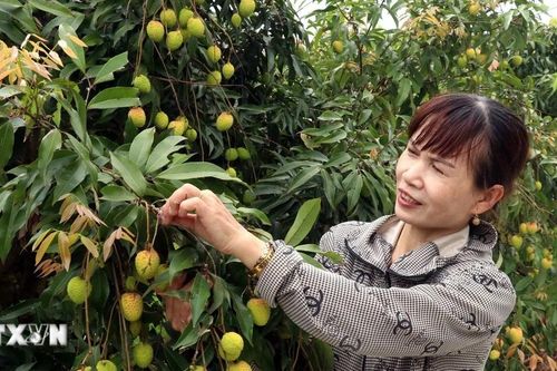 Hưng Yên: Cam kết hỗ trợ người dân, doanh nghiệp tiêu thụ vải lai chín sớm