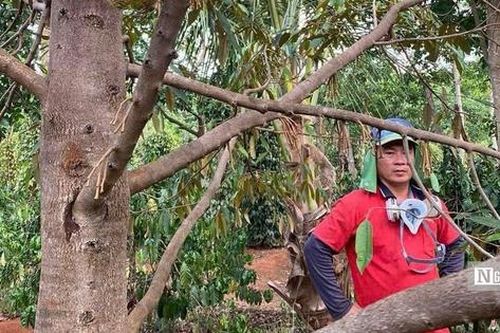 Sầu riêng chưa kịp lớn đã rụng trắng gốc, nông dân Gia Lai đối mặt nguy cơ mất mùa