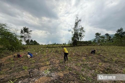 Dân đổ xô trồng cây huỳnh đàn 'đón' đền bù dự án cao tốc Quảng Ngãi - Kon Tum