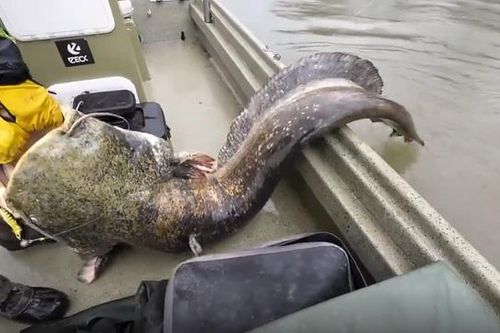 Cần thủ câu được con cá khổng lồ nặng 100kg trên sông