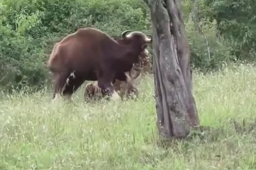 CLIP: Khoảnh khắc 'chúa sơn lâm' hạ gục bò tót trong tích tắc