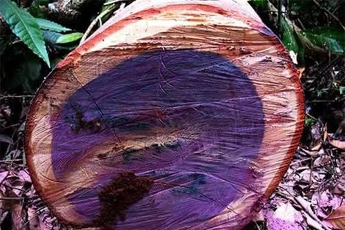 5 loại gỗ quý hiếm và đắt nhất thế giới: Việt Nam sỡ hữu một loại có chất lượng số 1 thế giới, giá hơn 2 tỷ đồng/kg