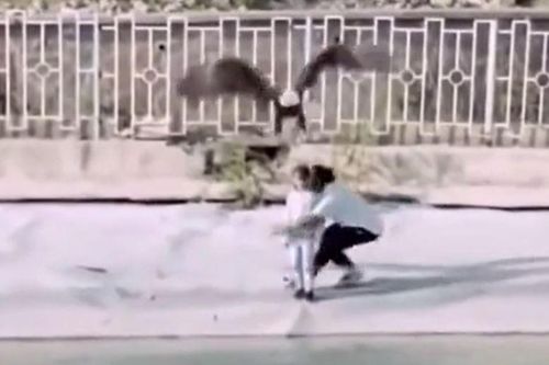 CLIP: Kinh hoàng khoảnh khắc đại bàng sà xuống bắt trẻ em và màn giải cứu đầy kịch tính