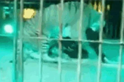 CLIP: HLV xiếc bị hổ vồ giữa sân khấu và cái kết 'thót tim'