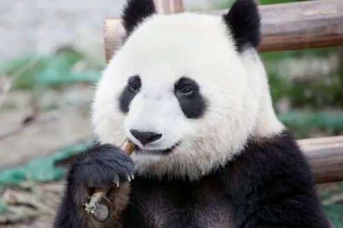 Gấu trúc ngoài ăn tre còn ăn gì? Sự thật bất ngờ về chế độ ăn thuần chay của loài gấu từng là động vật ăn thịt