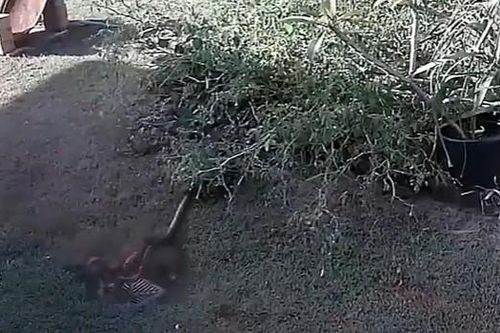 CLIP: Trăn dữ phục kích trong bụi rậm, bất ngờ lao ra siết chặt chó nhà