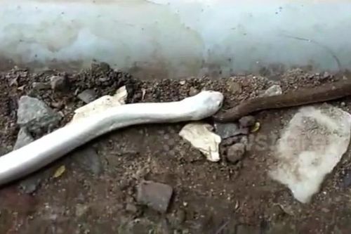 CLIP: Rợn người khoảnh khắc rắn bạch tạng tấn công, nuốt chửng đồng loại