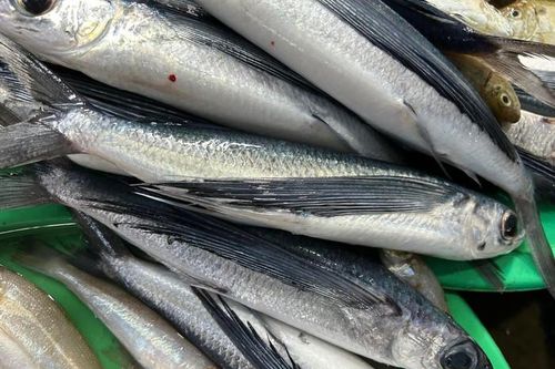 Loại cá biết bay hàng chục mét là đặc sản miền Trung, đang vào mùa nên tranh thủ ăn
