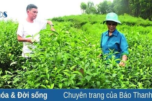 Tạo sinh kế từ các mô hình phát triển nông nghiệp ở Cát Tân