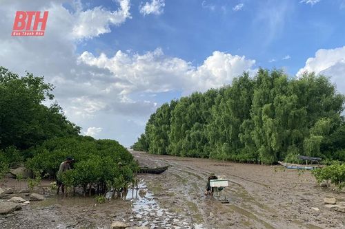 Nghề lú bãi bồi