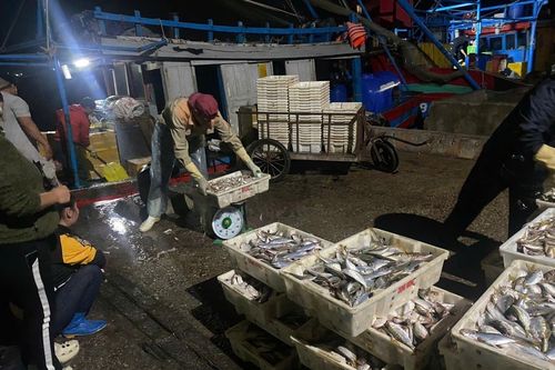 Cảng cá Hòa Lộc đảm bảo cho tàu thuyền bốc dỡ hàng hóa và tránh trú bão an toàn
