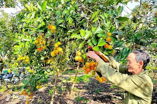 Mùa chôm chôm chín muộn với nhiều nỗi lo