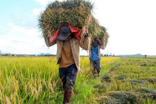 Lâm Đồng quy hoạch vùng trồng lúa chất lượng cao hơn 1.900 ha