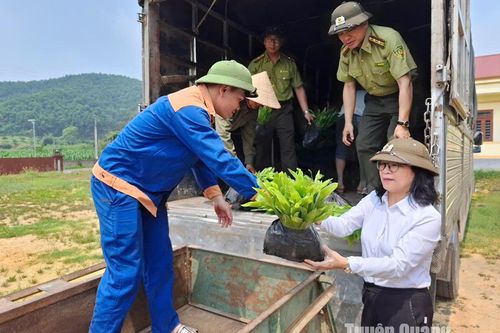 Đẩy nhanh tiến độ trồng rừng