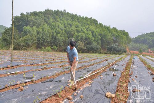 Phú Lương: Trồng mới, trồng lại trên 340ha chè