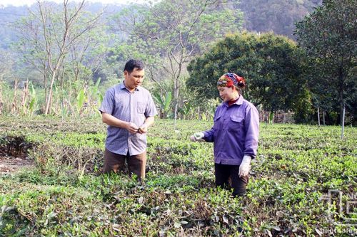 Phát triển cây chè Võ Nhai: Từ nếp cũ sang tư duy mới