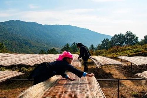 'Trợ lý số' thay đổi diện mạo nông nghiệp vùng cao