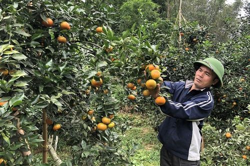 Khơi nguồn kinh tế hàng hóa để giảm nghèo ở Sảng Mộc