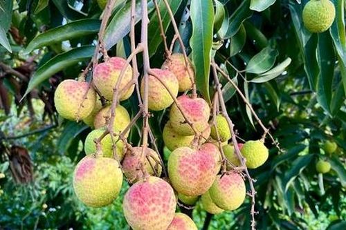Nông dân trồng vải phấn khởi vì được mùa được giá