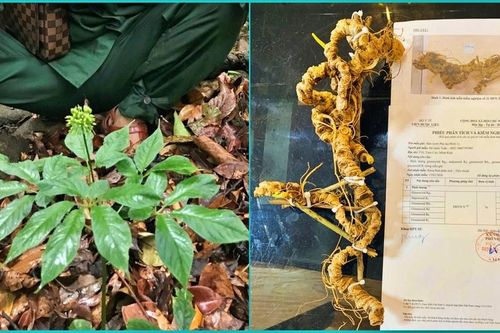 Tri thức dân gian về sâm Ngọc Linh được công nhận là di sản văn hóa phi vật thể quốc gia