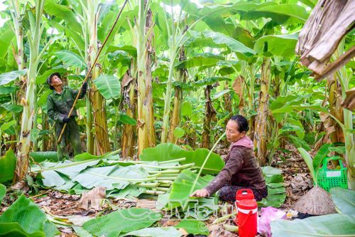 Trồng chuối lấy lá thu nhập khá