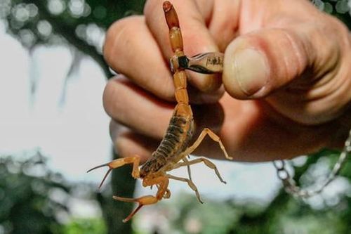Bọ cạp 'xâm chiếm' thành phố
