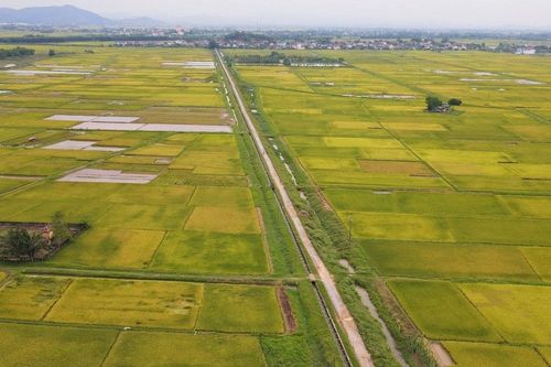 Nghệ An: Nguy cơ mất trắng 2.500 ha lúa
