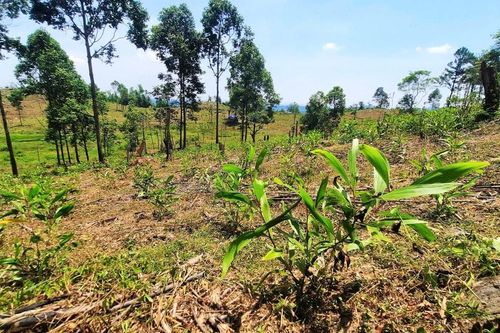 Rừng phòng hộ Phú Ninh vẫn bị xâm canh trái phép