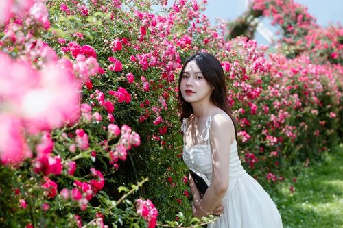 Fansipan - địa điểm ngắm hoa hồng đẹp bậc nhất miền Bắc
