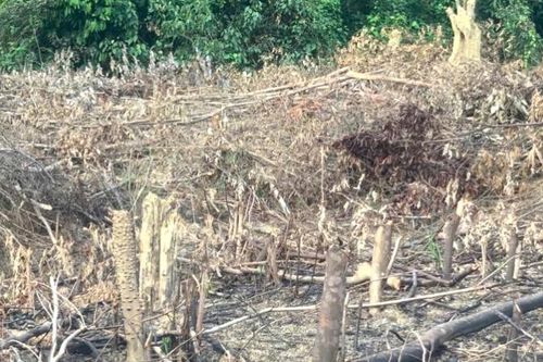 Quảng Bình: Phá rừng trái pháp luật, một cá nhân bị xử phạt hành chính 37,5 triệu đồng