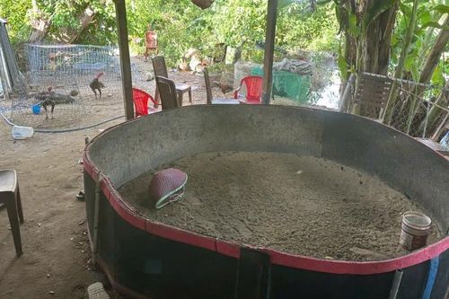 Triệt xóa tụ điểm đánh bạc quy mô lớn ngụy trang dưới lán trại nuôi gà