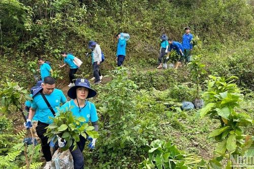 'Rừng xanh lên' - Hành trình gìn giữ thiên nhiên, vun đắp tương lai