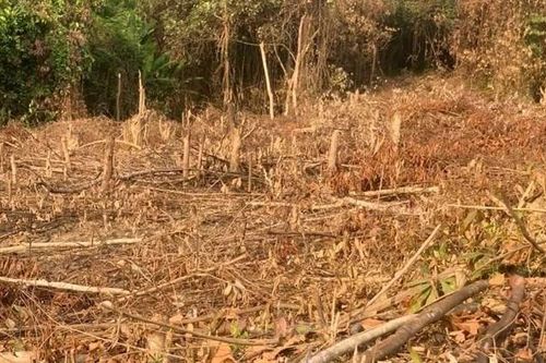 Chặt phá rừng, người đàn ông bị xử phạt 37,5 triệu đồng